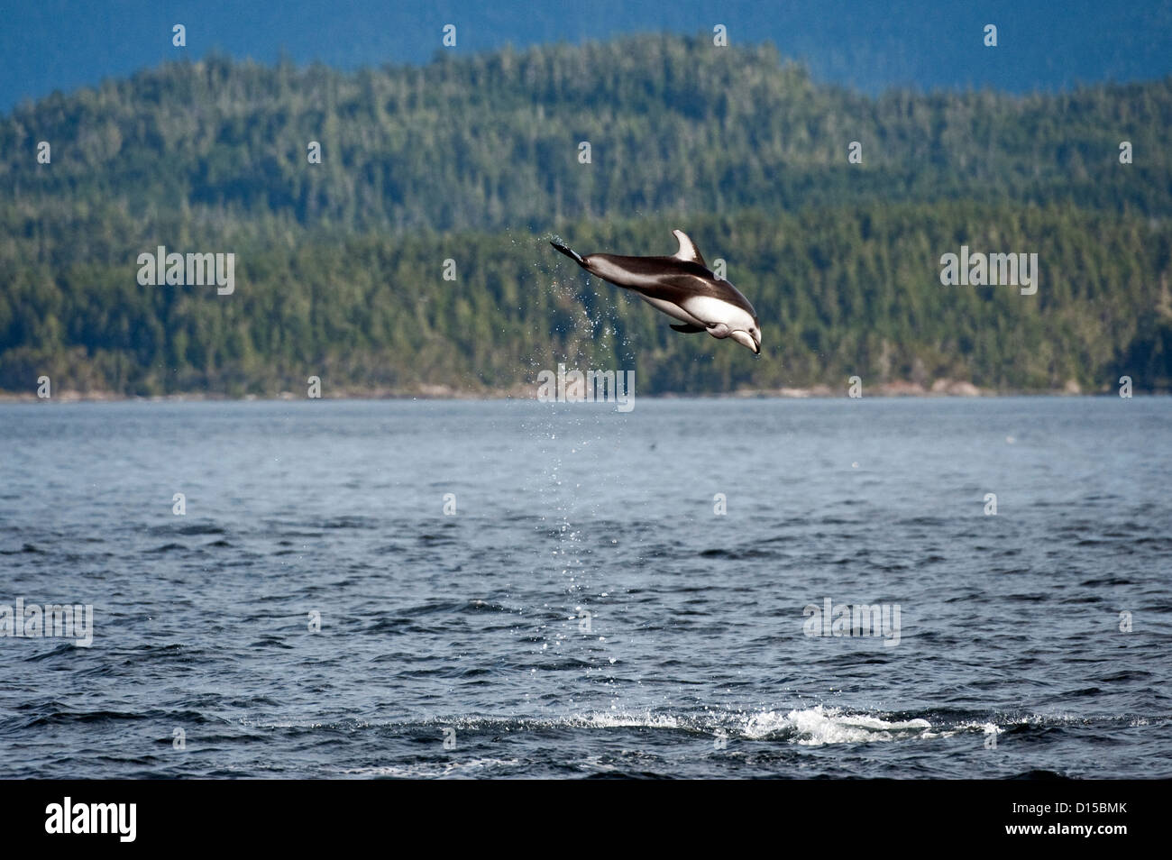 Le dauphin à flancs blancs du Pacifique Lagenorhynchus obliquidens, jump, près du détroit de Johnstone, British Columbia, Canada. Banque D'Images