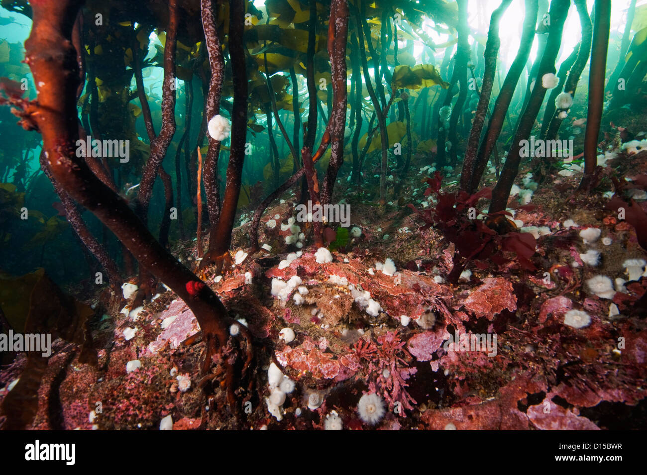 Un épais tapis de varech couvre le récif dans le passage Browning, situé dans le passage Browning, l'île de Vancouver, Canada Banque D'Images