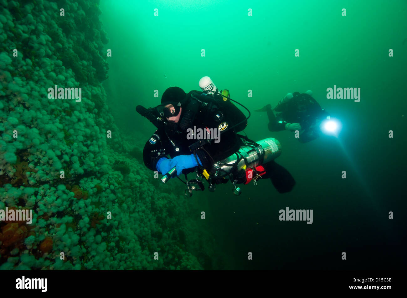 Scuba Diver nage le long des murs incrustés d'invertébrés de Browning passage dans l'île de Vancouver, Colombie-Britannique, Canada Banque D'Images