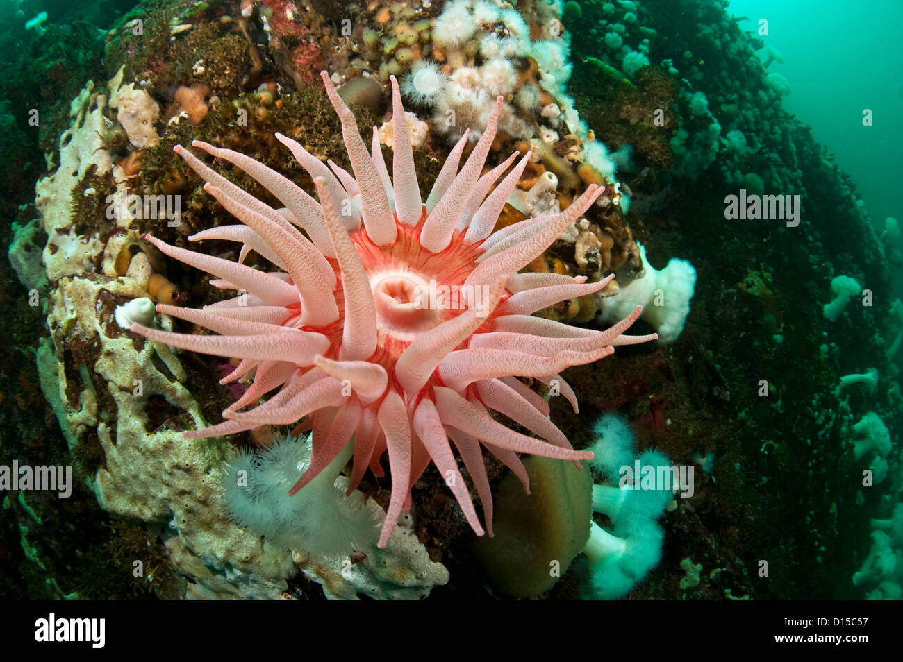 Snakelock fernaldi, anémones, Cribrinopsis le passage Browning, l'île de Vancouver, Colombie-Britannique, Canada Banque D'Images