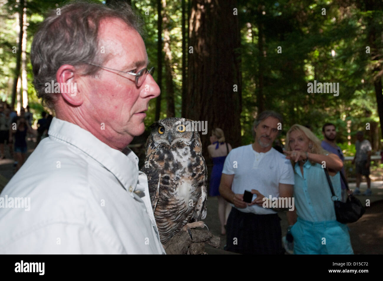 Un gestionnaire affiche un grand-duc d'Amérique, Bubo virginianus, dans parc Capilano à Vancouver Nord, Colombie-Britannique, Canada Banque D'Images