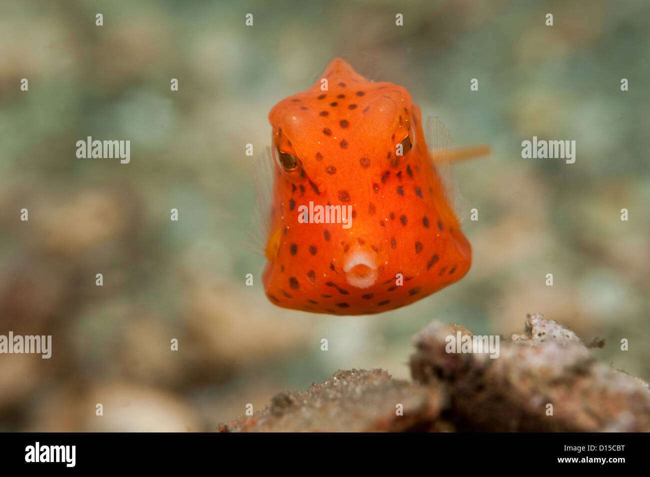 Honeycomb Cowfish juvénile, Acanthostracion polygonius, nage dans le lac Worth Lagoon, Singer Island, FL Banque D'Images