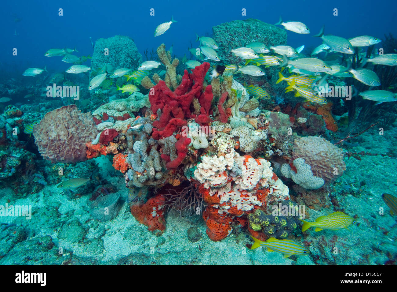 Un récif de corail dans le sud-est de la Floride, couverts dans une variété d'espèces d'invertébrés, y compris les coraux et éponges, est le foyer de hun Banque D'Images