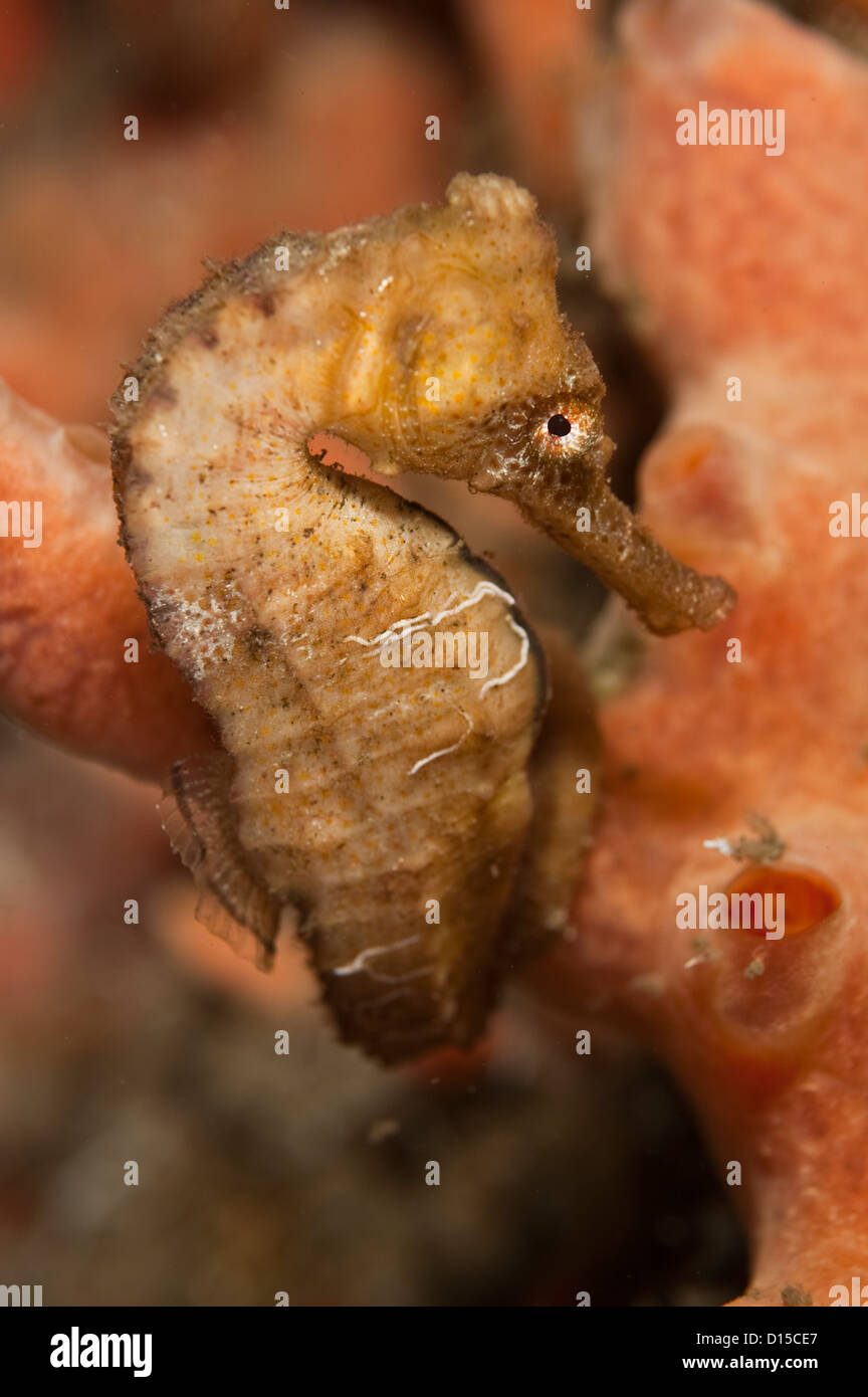 Long museau sea horse, hippocampe reidi, photographiés dans le Lake Worth Lagoon, un estuaire à côté de l'océan Atlantique en pal Banque D'Images