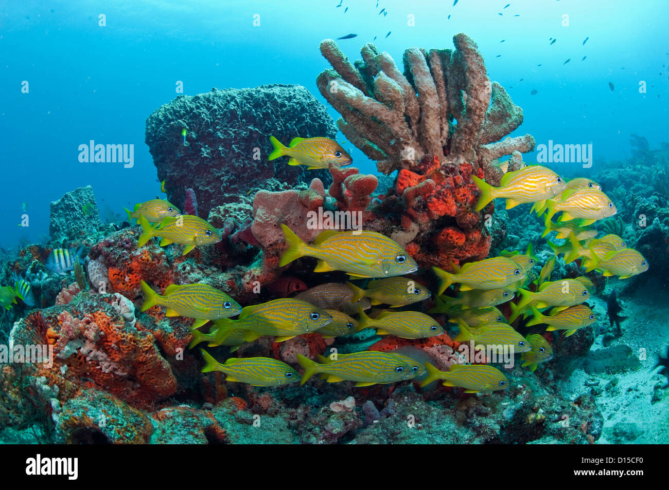 Un récif de corail dans le sud-est de la Floride, couverts dans une variété d'espèces d'invertébrés, y compris les coraux et éponges, est le foyer de hun Banque D'Images