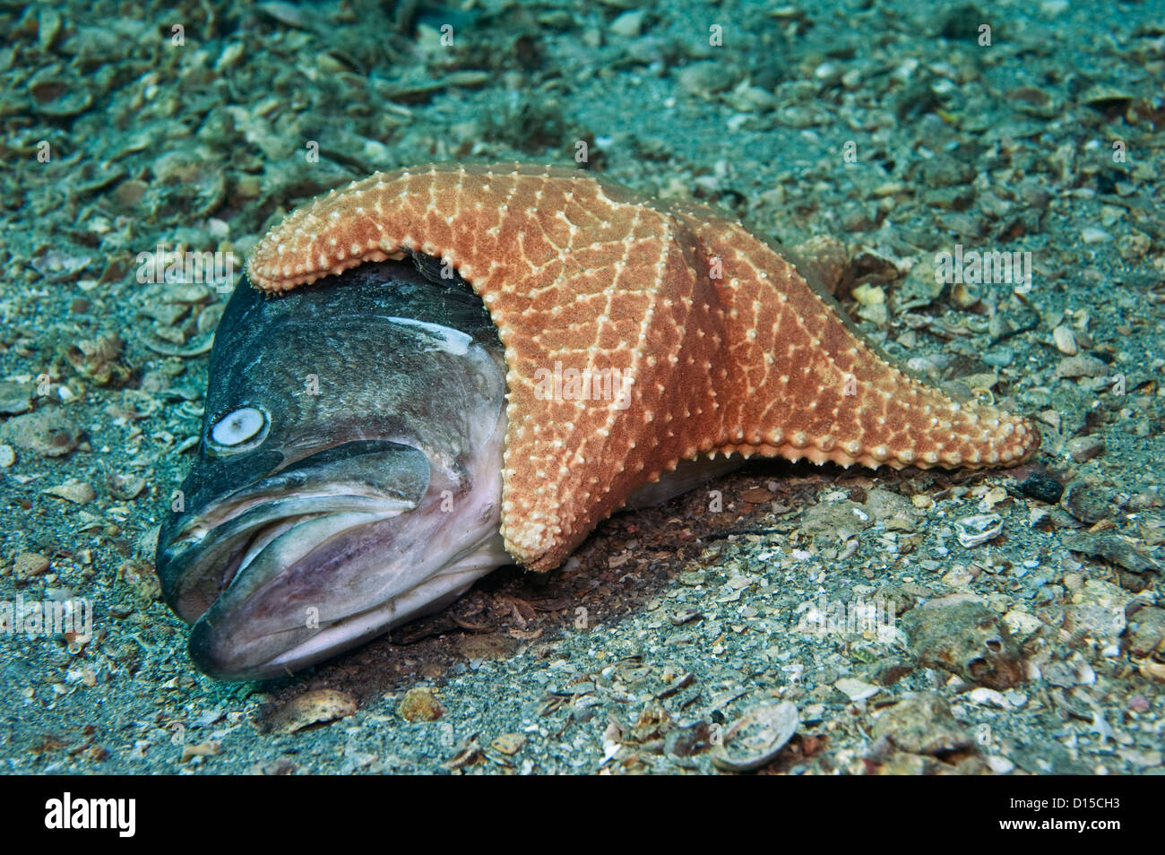 Un coussin étoile de mer ou Star, Oreaster reticulatus, récupère sur un poisson mort sur le fond du lac, en Floride, le Lagon d'une valeur Banque D'Images