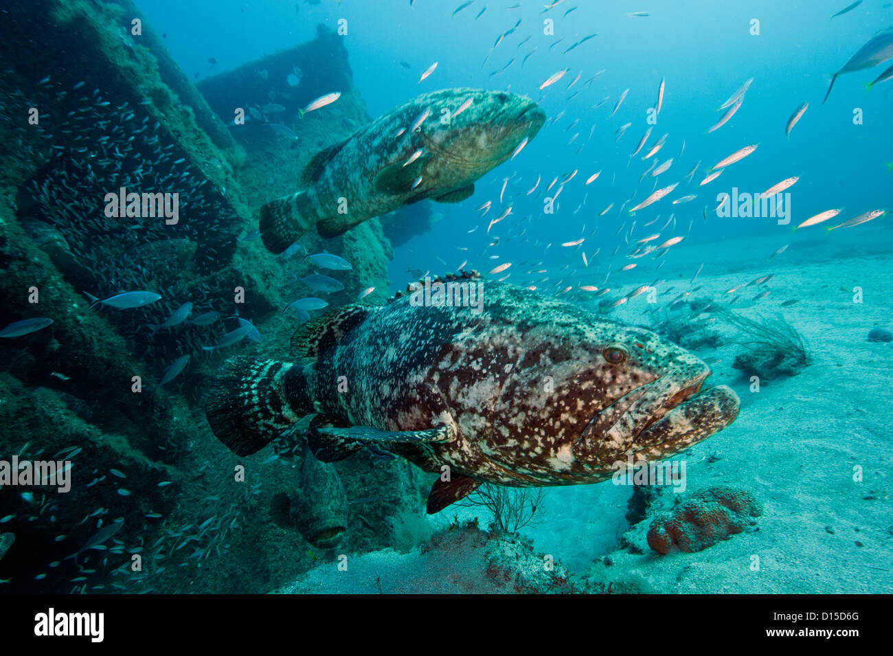 Goliath Grouper, Epinephelus itajara, et de cigare de ménés, Decapterus punctatus, nager près de la sion naufrage à Jupiter, en Floride Banque D'Images