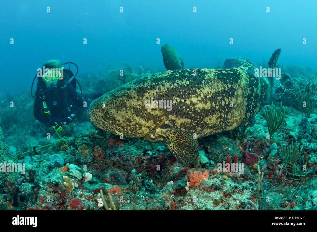 Scuba Diver et Goliath Grouper, Epinephelus itajara, nager côte à côte au large du Comté de Palm Beach, Florida, United States. Banque D'Images
