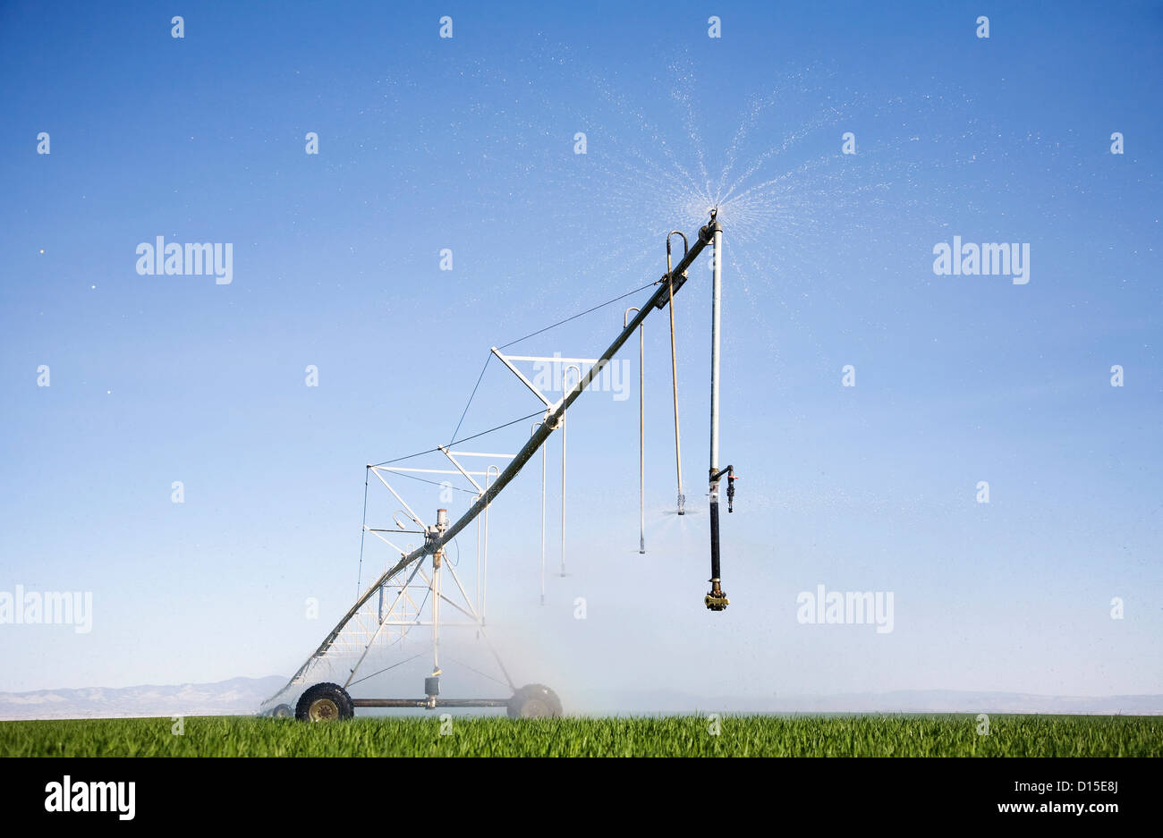 USA, Colorado, Sprinkler watering barley field Banque D'Images