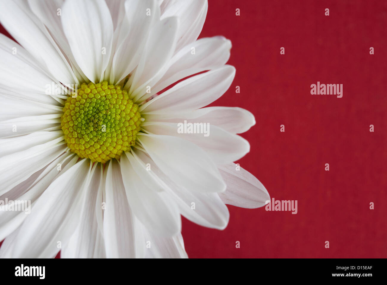 Vue rapprochée de la tête de fleur daisy sur fond rouge Banque D'Images