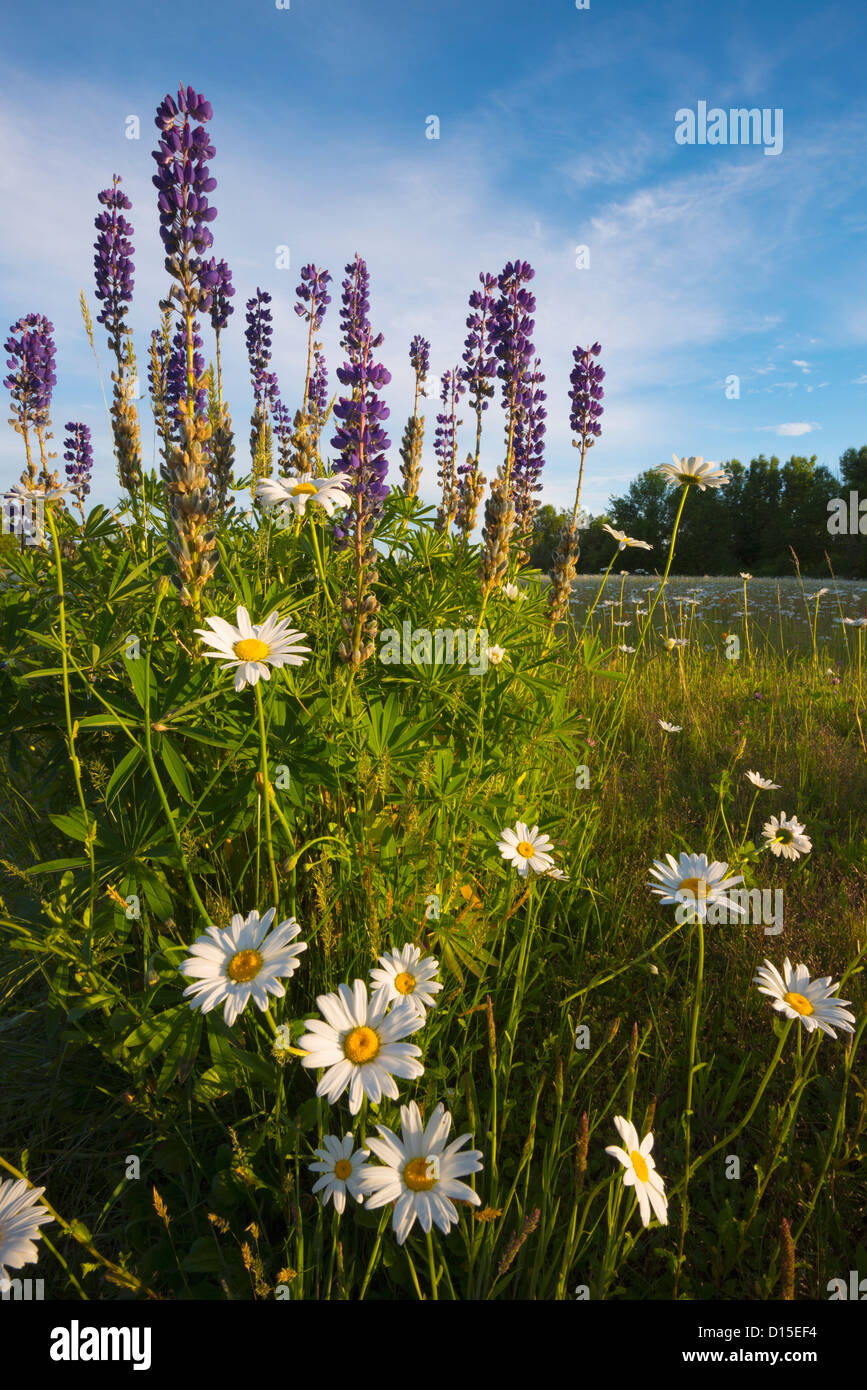 USA (Oregon), comté de Marion, marguerites et de lupins croissant sur meadow Banque D'Images