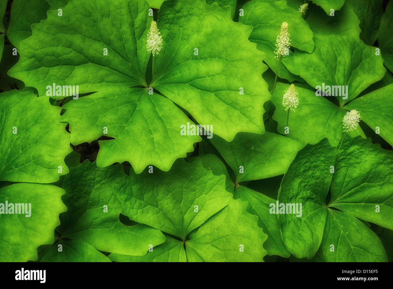 USA, New York, Columbia Comté, Close-up de feuilles vertes Banque D'Images