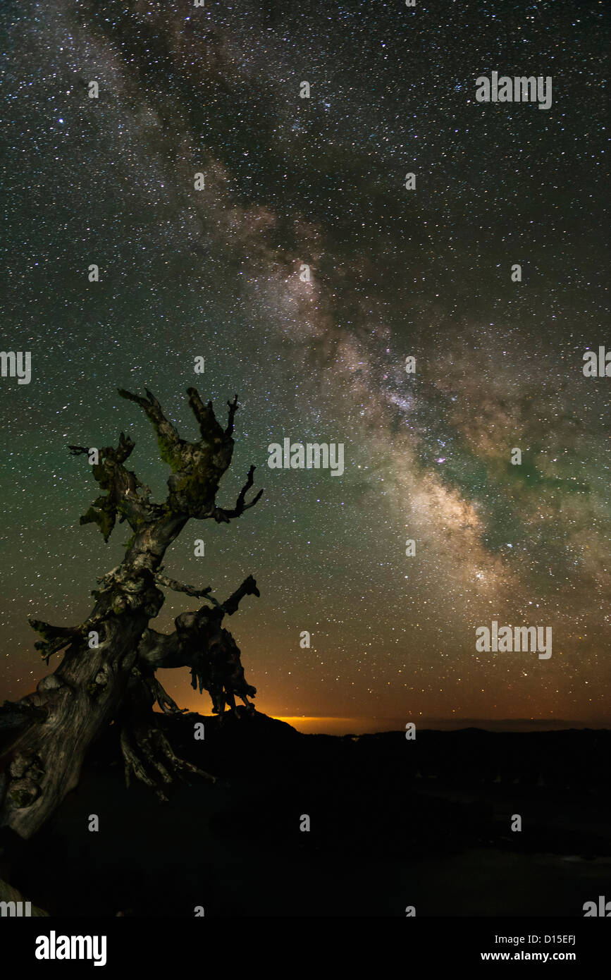 USA, Ohio, Crater Lake National Park, Voie Lactée et vieil arbre de nuit Banque D'Images
