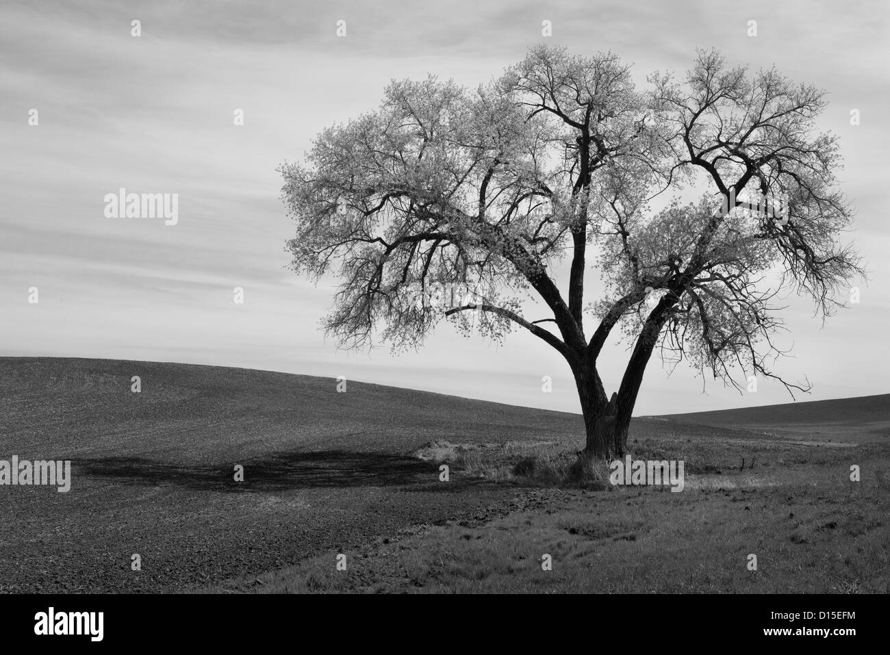 USA, Washington, Whitman Comté, arbre isolé sur terrain Banque D'Images