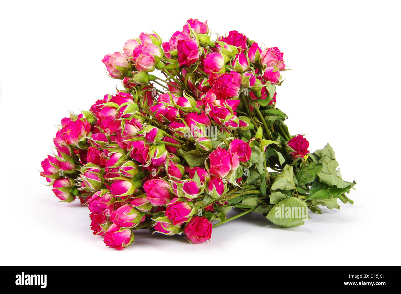 Gros plan sur une des roses rouges Banque D'Images