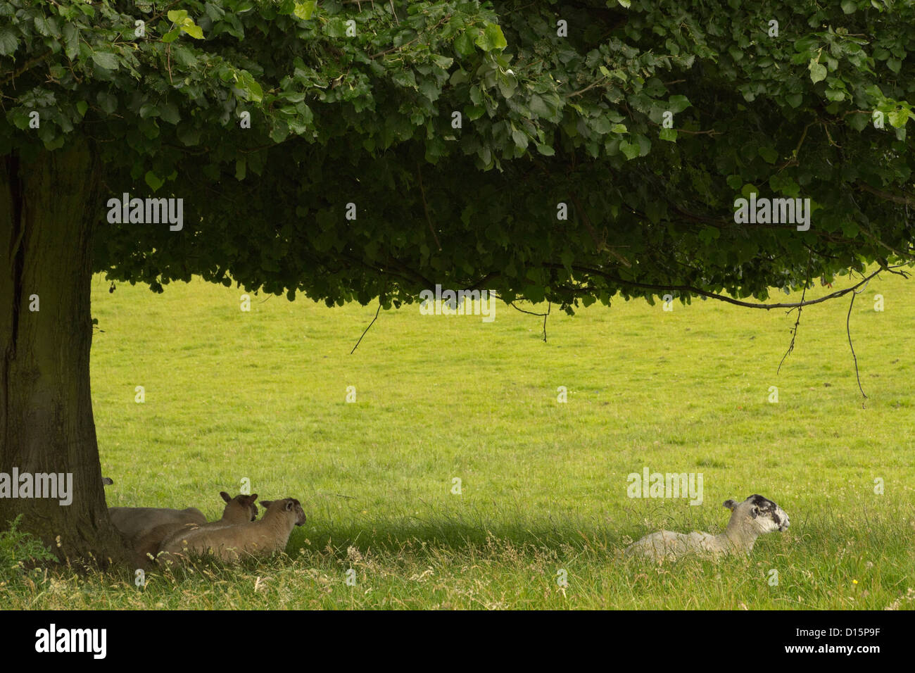 Trois moutons se reposant sous un arbre dans le parc de Kedleston Hall, Derbyshire, Angleterre Banque D'Images