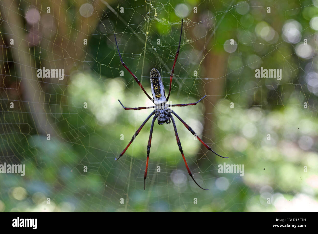Golden orb web araignée dans le web Banque D'Images