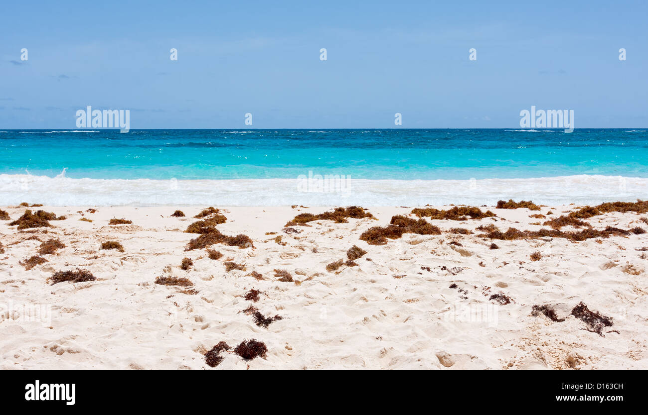 Elbow Beach à Miami. La photo est posée avec du sable et des algues, de l'océan et le ciel. Banque D'Images