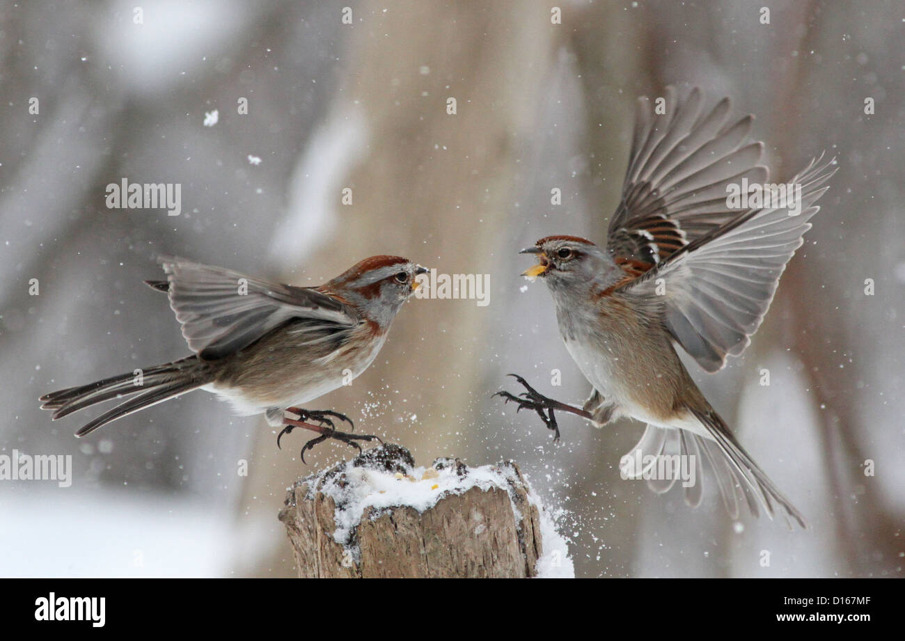 Arbre généalogique américaine sparrows combats dans l'hiver canadien pour l'alimentation. Banque D'Images