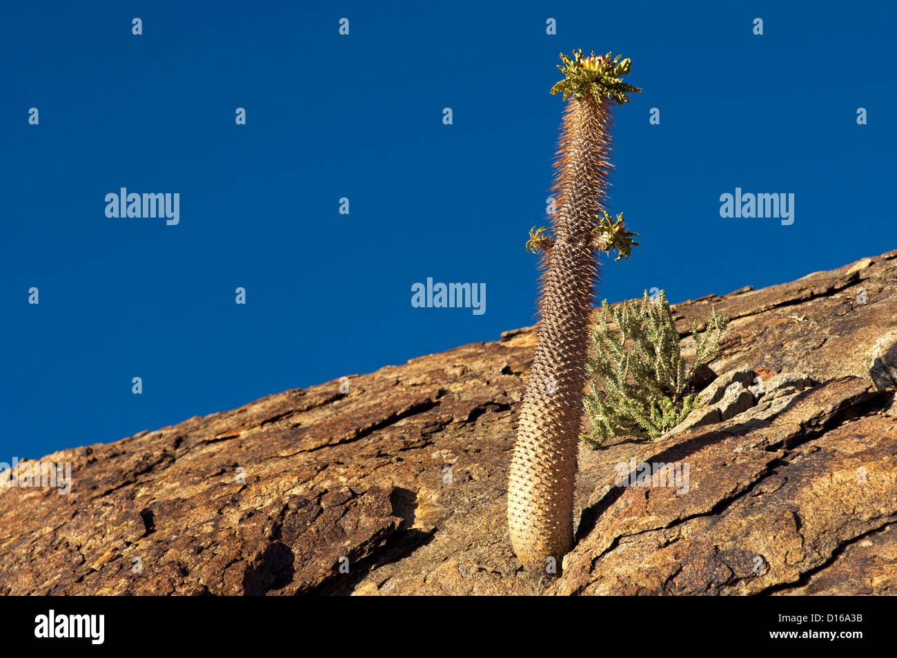 Halfmens (Pachypodium namaquanum) croissant dans une crevasse, Richtersveld Transfrontier National Park, Afrique du Sud Banque D'Images