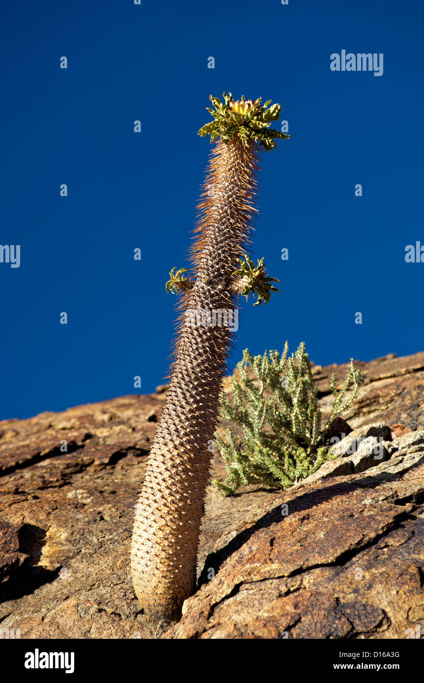 Halfmens (Pachypodium namaquanum) croissant dans une crevasse, Richtersveld Transfrontier National Park, Afrique du Sud Banque D'Images