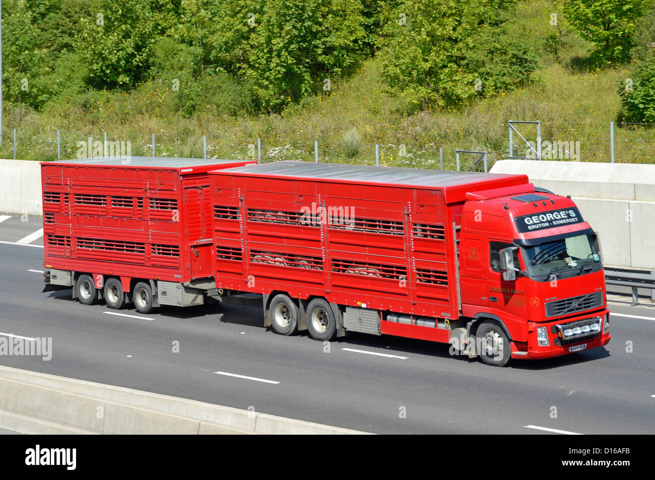 Chaîne d'approvisionnement alimentaire hgv transport business camion rouge et remorque ventilée articulée transportant des animaux d'élevage sur l'autoroute M25 Essex Angleterre Royaume-Uni Banque D'Images