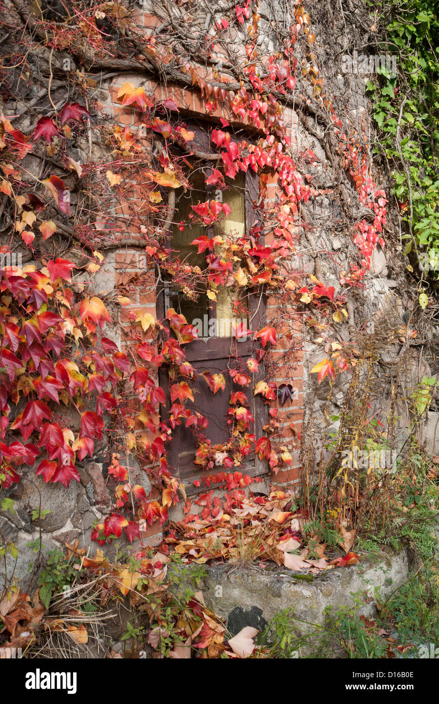 Réducteur, japonais, du Parthenocissus tricuspidata Feldberger Seenlandschaft, Mecklenburg-Vorpommern, Allemagne Banque D'Images