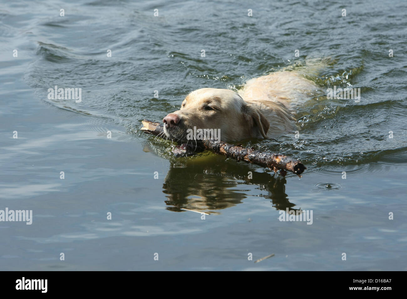 Labrador Retriever, Canis lupus familiaris, Feldberger Seenlandschaft, Feldberg, Mecklenburg-Vorpommern, Allemagne Banque D'Images