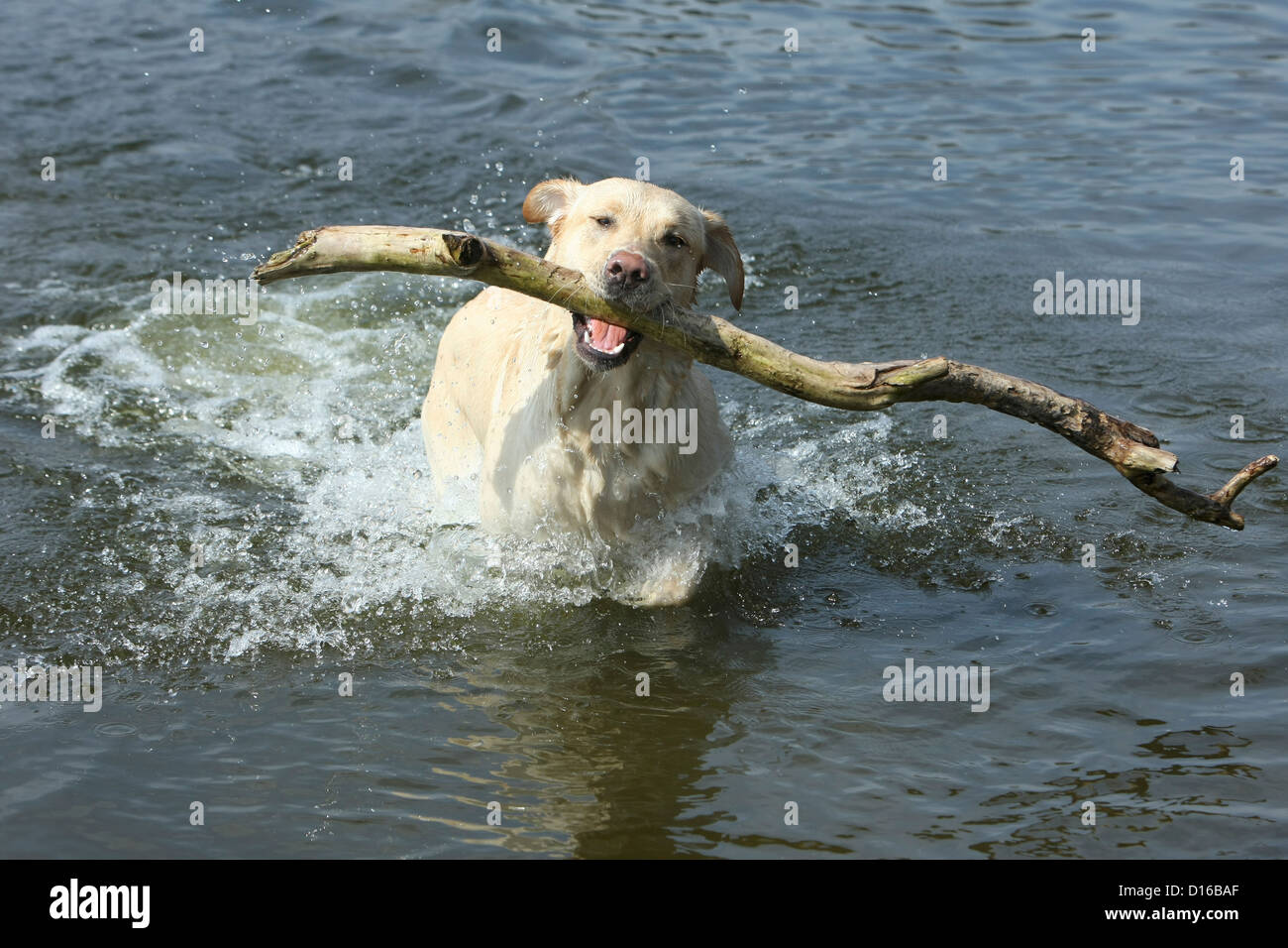 Labrador Retriever, Canis lupus familiaris, Feldberger Seenlandschaft, Feldberg, Mecklenburg-Vorpommern, Allemagne Banque D'Images