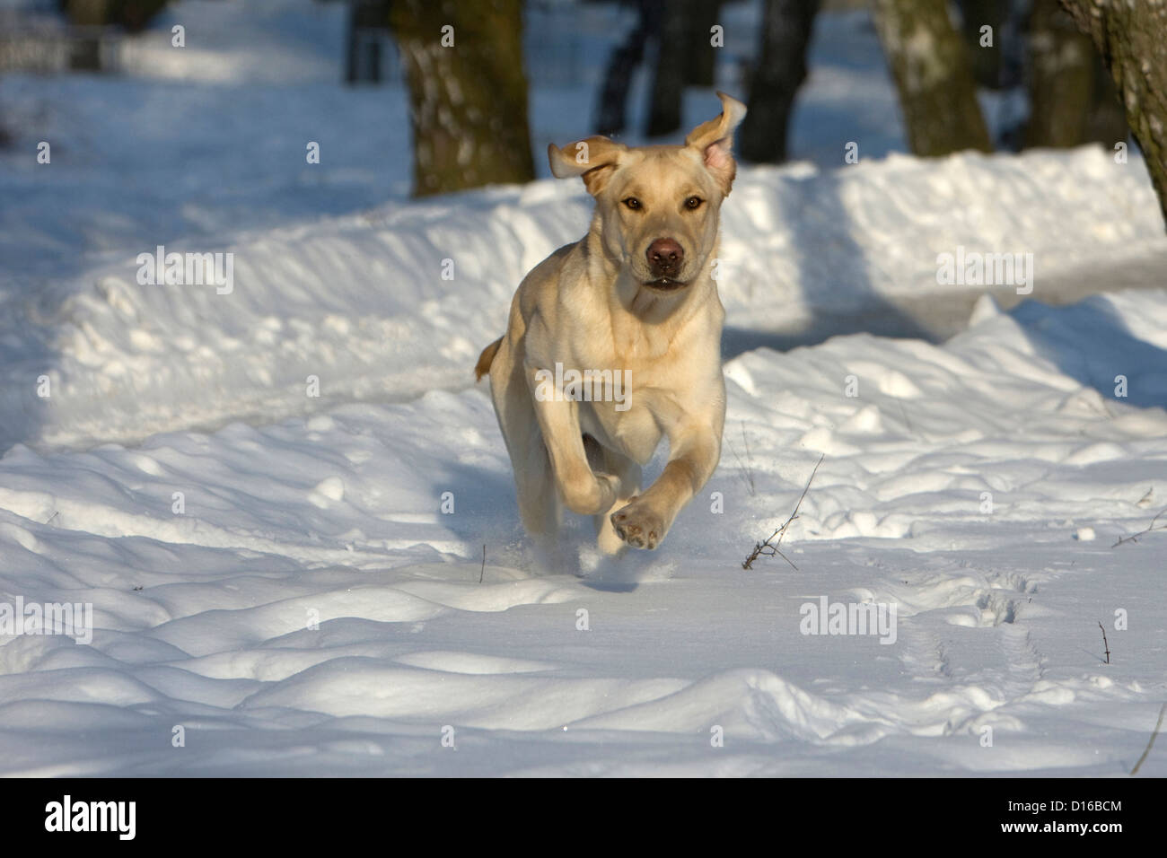 Labrador Retriever, Canis lupus familiaris, Feldberger Seenlandschaft, Feldberg, Mecklenburg-Vorpommern, Allemagne Banque D'Images