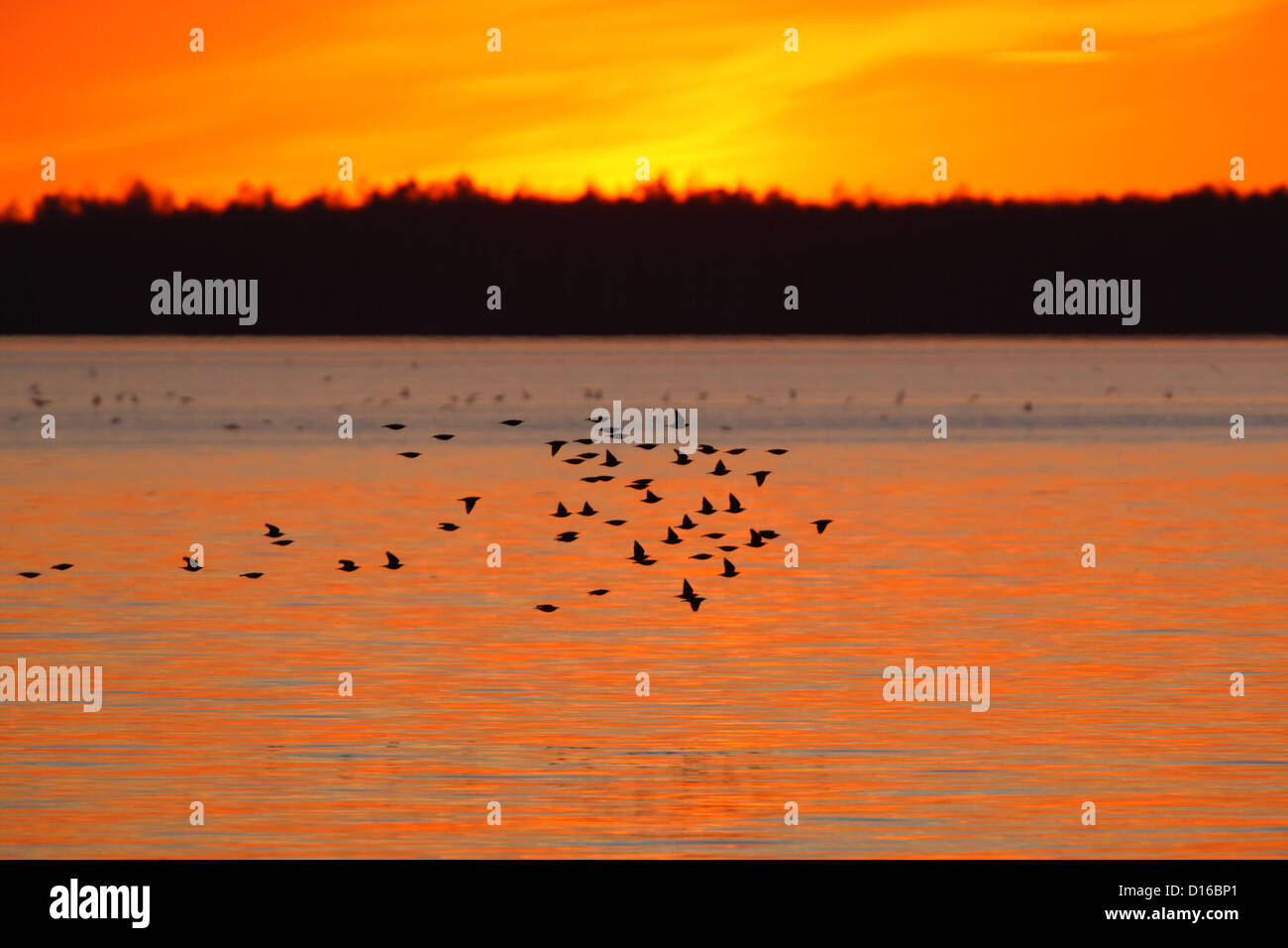 Troupeau migrateur de l'Étourneau sansonnet (Sturnus vulgaris) au lac Saadjärv au coucher du soleil. L'Estonie, Europe Banque D'Images