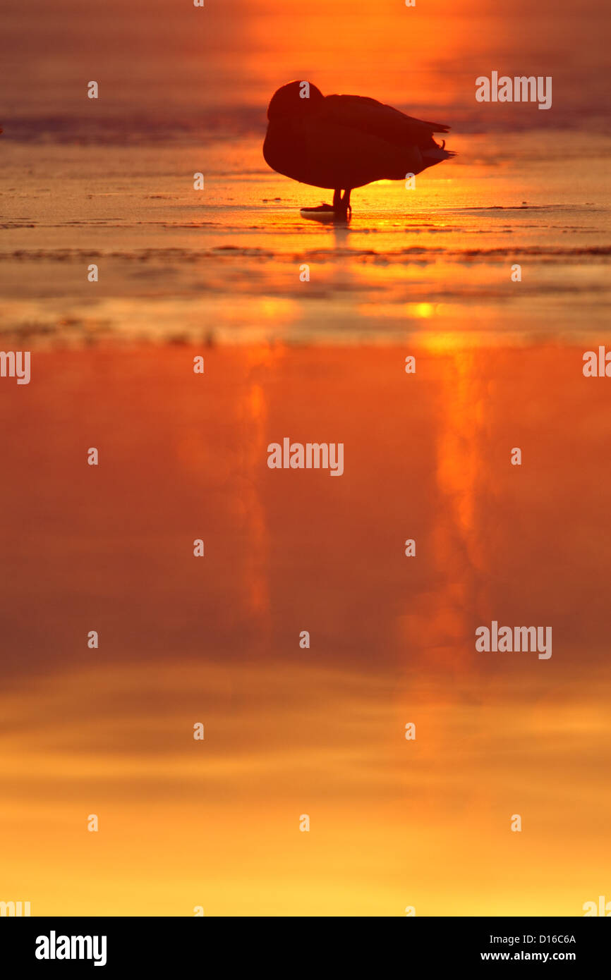Le repos des canards colverts (Anas platyrhynchos) on ice au coucher du soleil, de l'Europe Banque D'Images