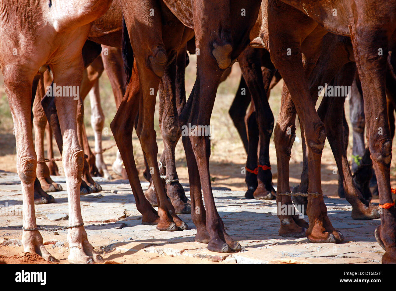 Camels jambes Banque D'Images