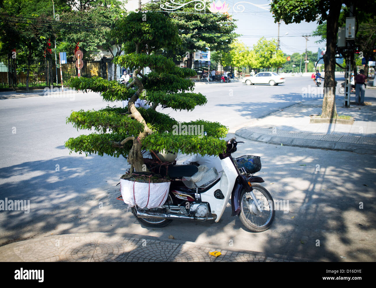 Bonsai en cours sur le côté d'un cyclomoteur prises à Ninh Binh Vietnam Banque D'Images