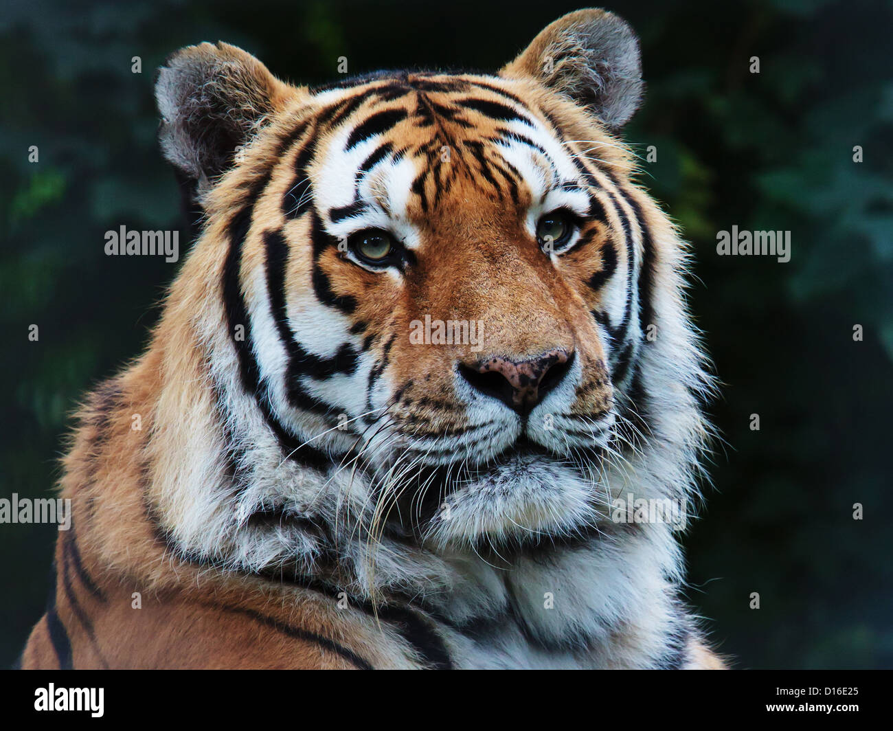 Cette image montre un fier tigre de Sibérie qui veille sur ses petits Banque D'Images