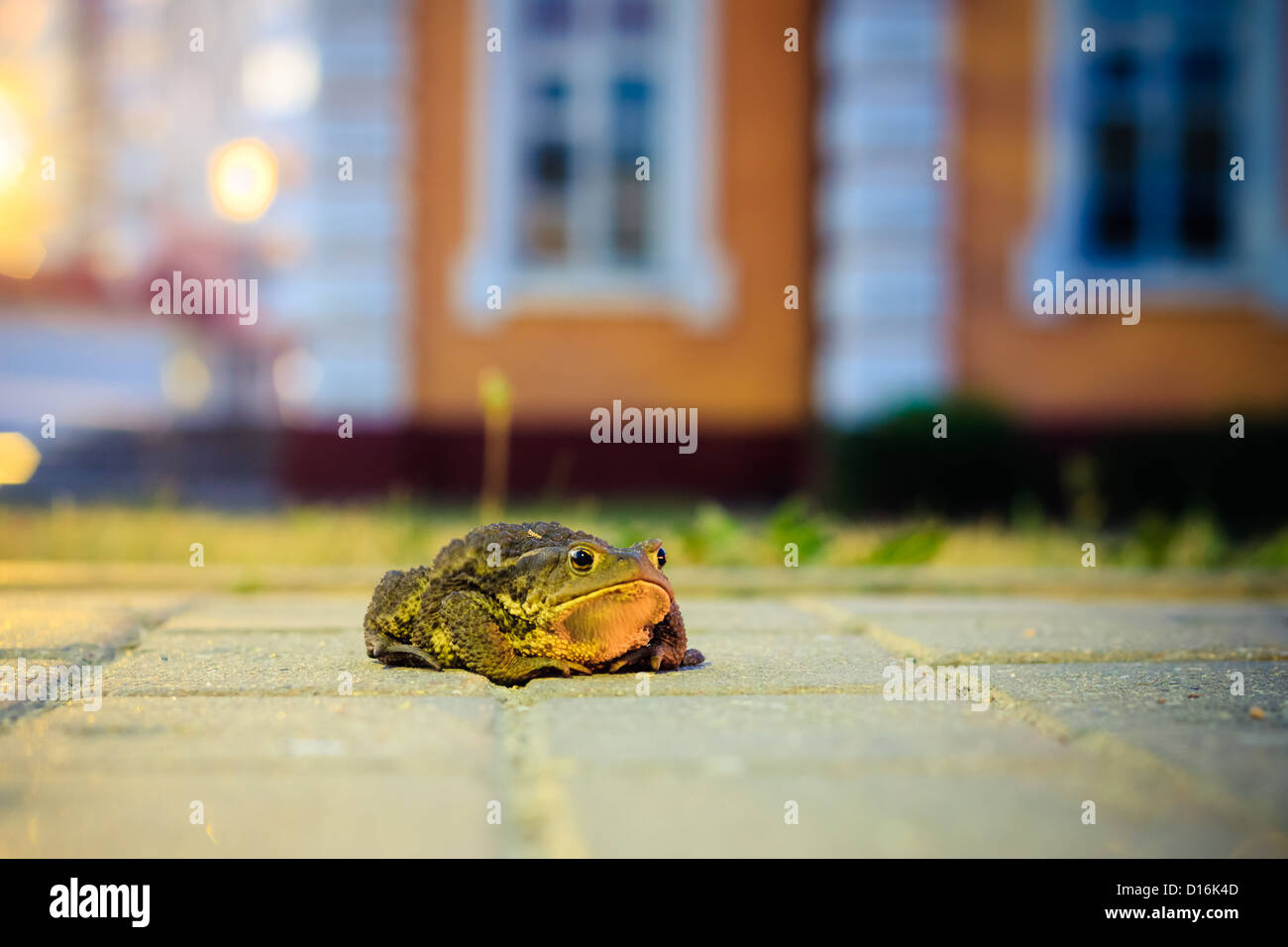 Close up du crapaud dans la nuit Banque D'Images