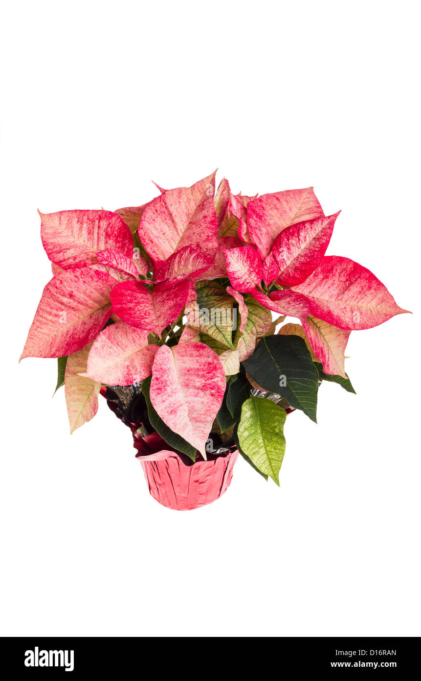 Poinsettia rose flower isolated on white Banque D'Images