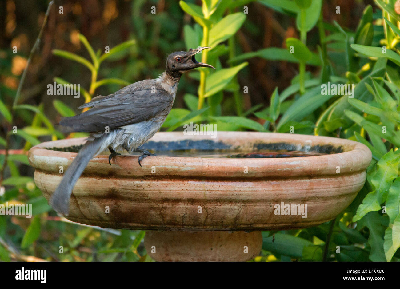 Oiseaux d'Australie - noisy friarbird - Philemon corniculatus - jardin à bain d'oiseaux sur une journée d'été Banque D'Images