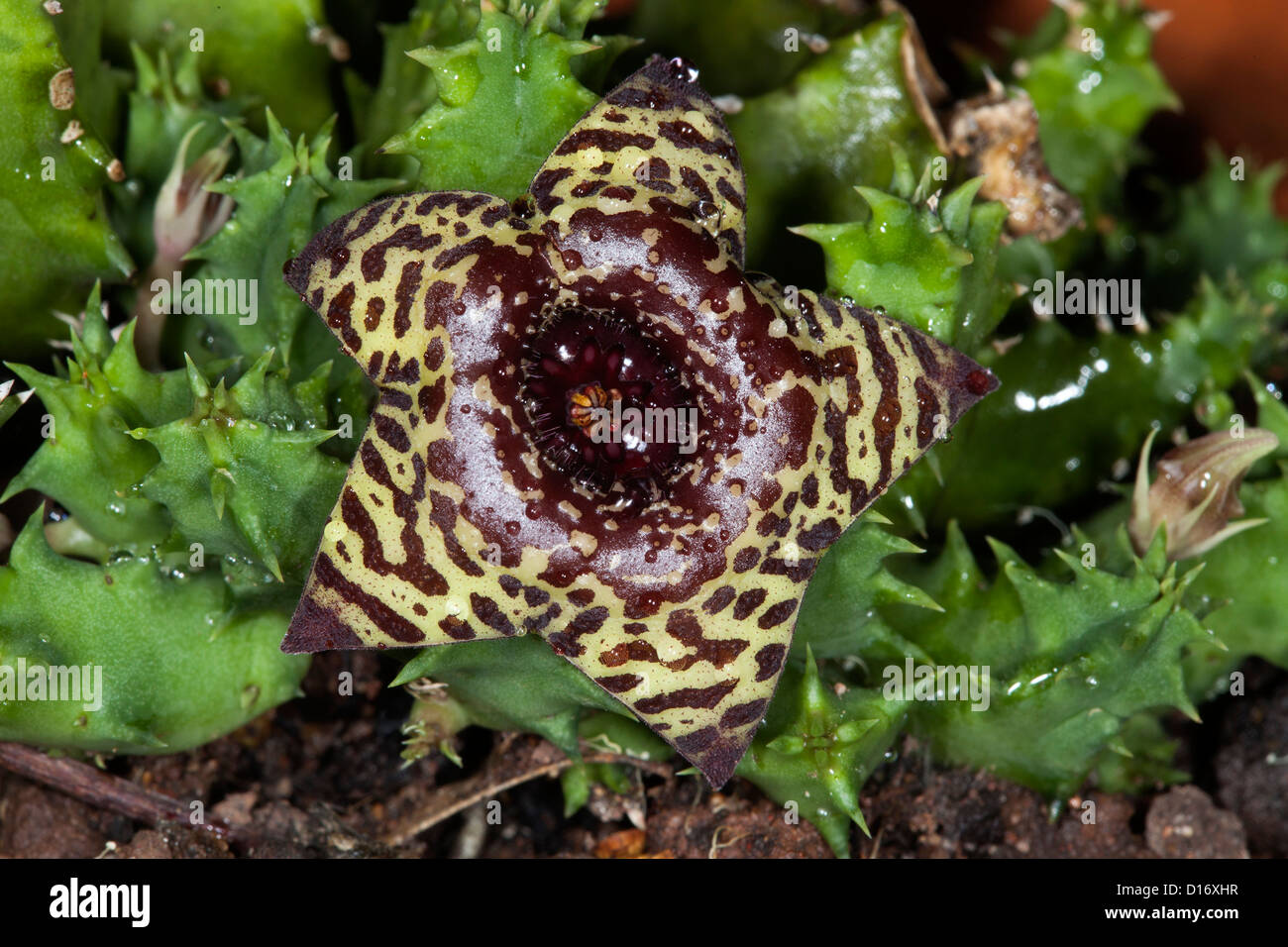 Brun en forme d'étoile et fleur jaune d'Huernia zebrina - une plante succulente Banque D'Images