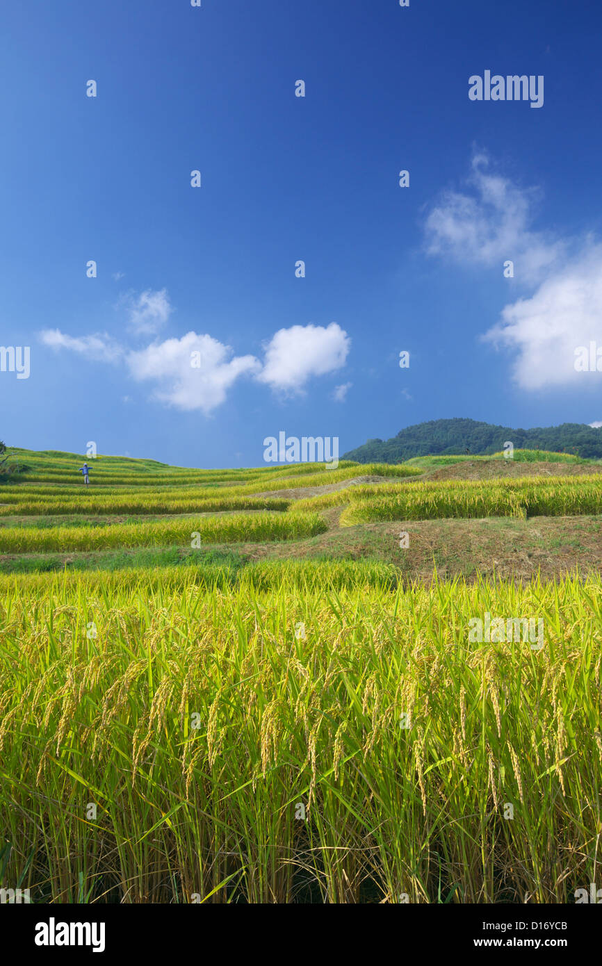 Les champs de riz et de ciel bleu avec des nuages dans la préfecture de Nagano, Koshoku Banque D'Images