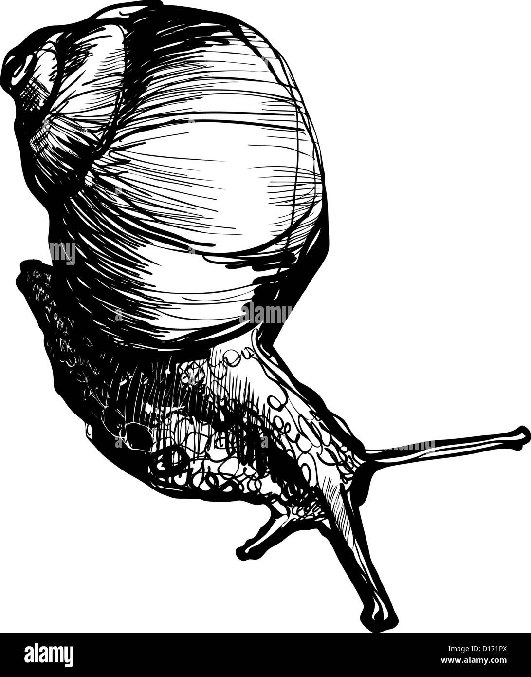 Un petit croquis en rampant et produit des cornes d'escargot Banque D'Images