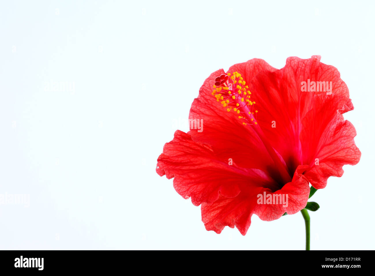 Close up of Hibiscus flower against white background Banque D'Images