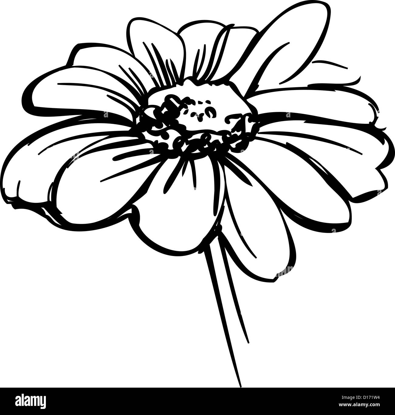 Un croquis fleur sauvage ressemblant à une marguerite Banque D'Images