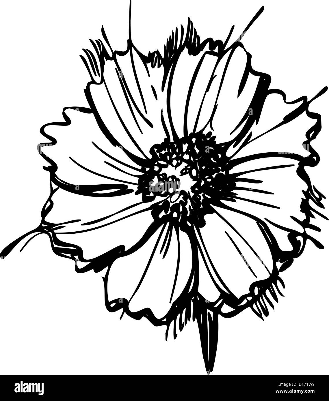 Un croquis fleur sauvage ressemblant à une marguerite Banque D'Images