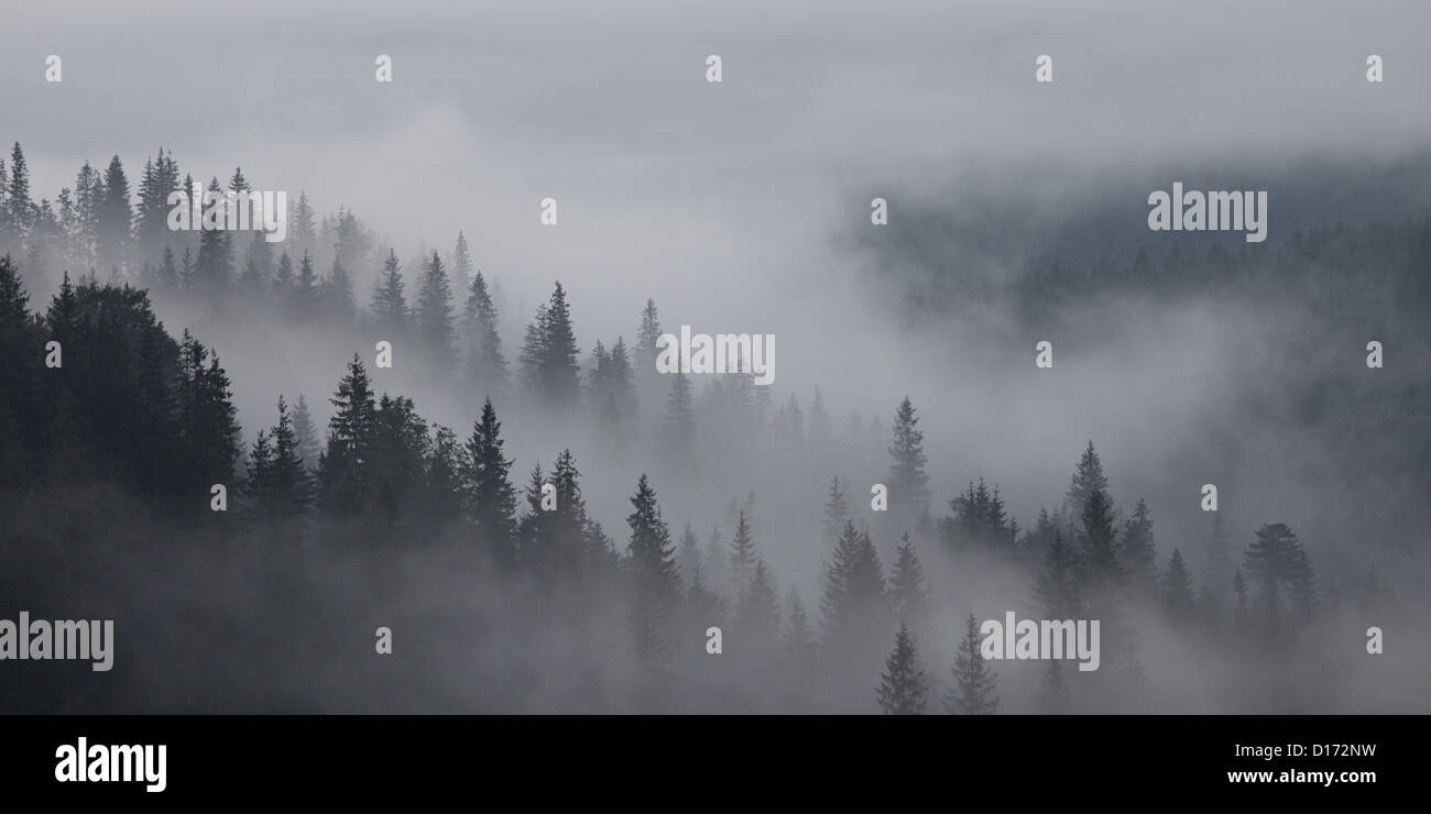 Panorama de matin brumeux à Carpates vallée, Ukraine Banque D'Images