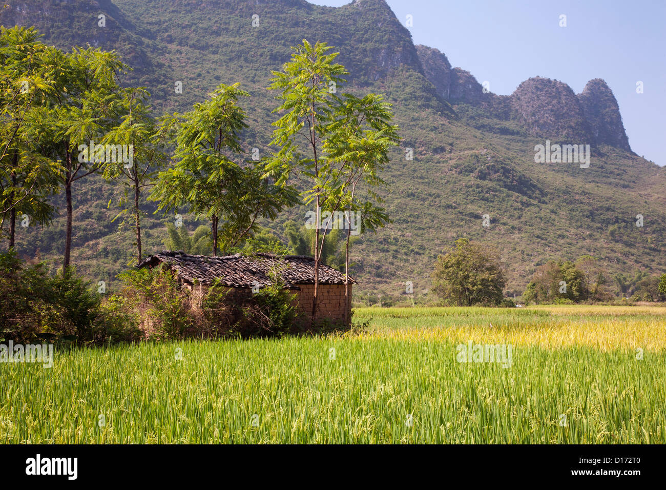 Domaines de riz, certains prêts à être récoltés dans la campagne en dehors de la région autonome du Guangxi Yangshuo, Chine Banque D'Images