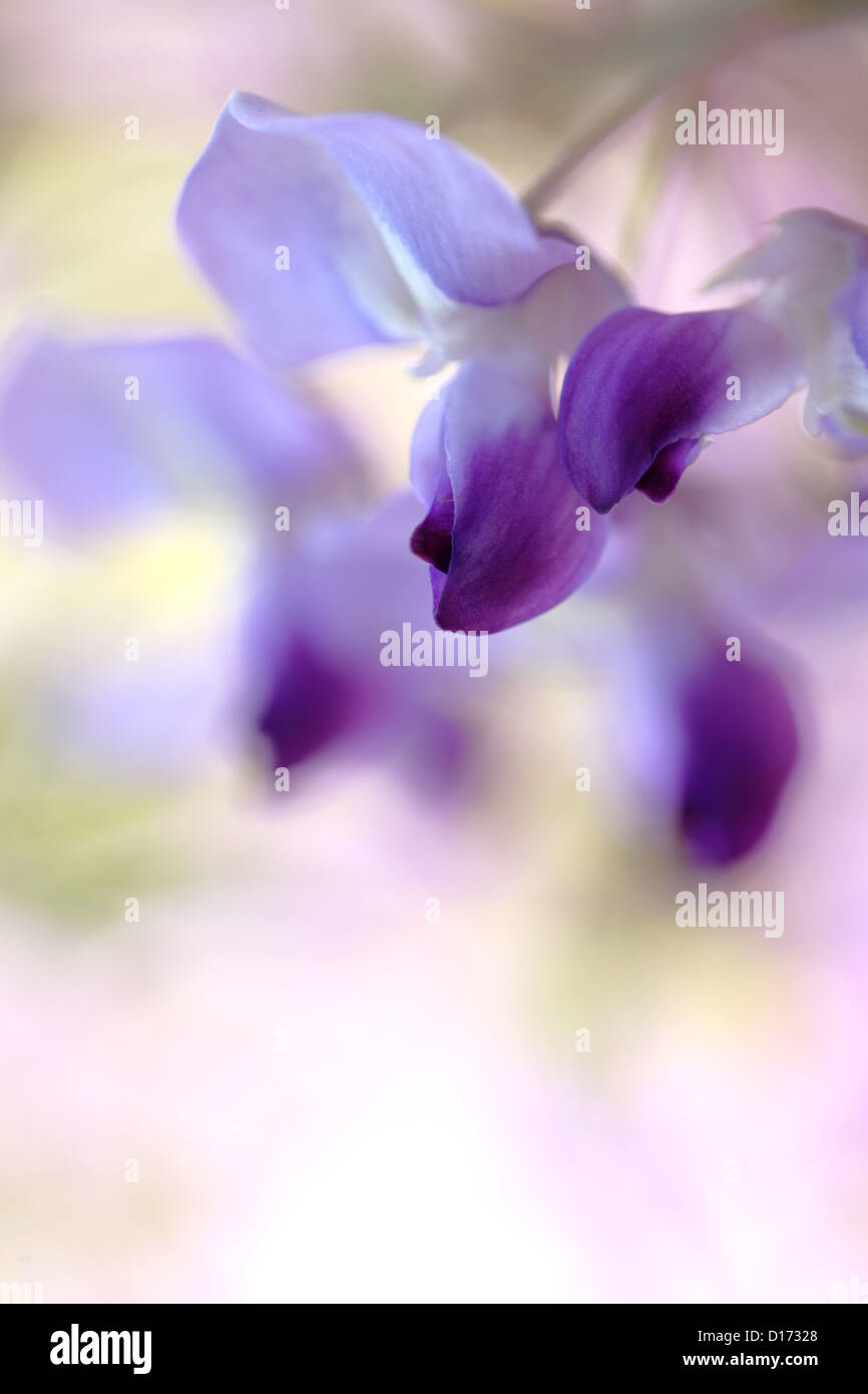 Close up de fleur de glycine Banque D'Images