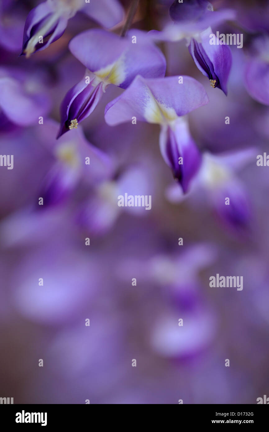 Close up de fleurs de glycine Banque D'Images