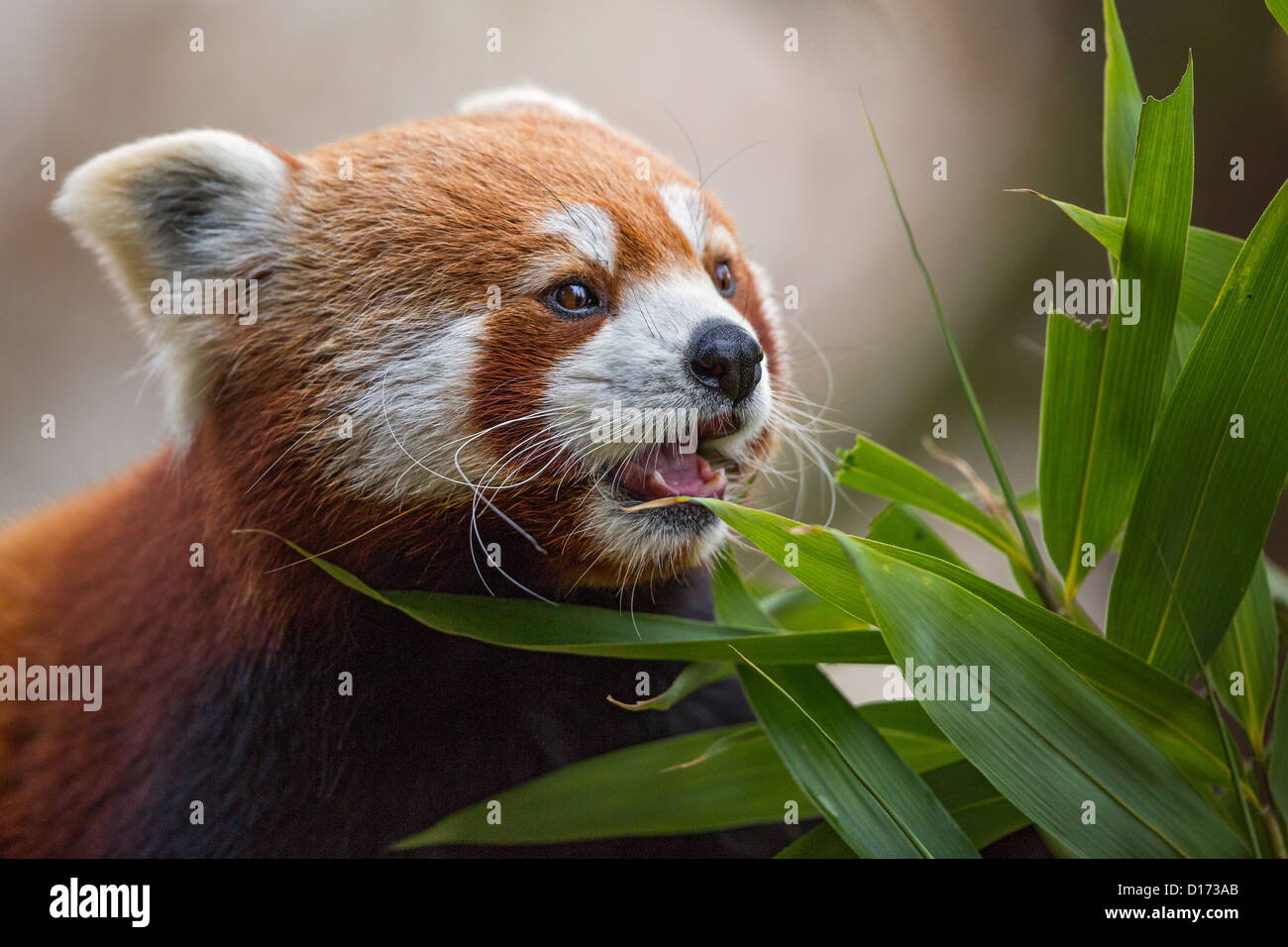Close-up d'un panda rouge (Ailurus fulgens) l'alimentation. Des animaux en captivité dans un zoo. Banque D'Images