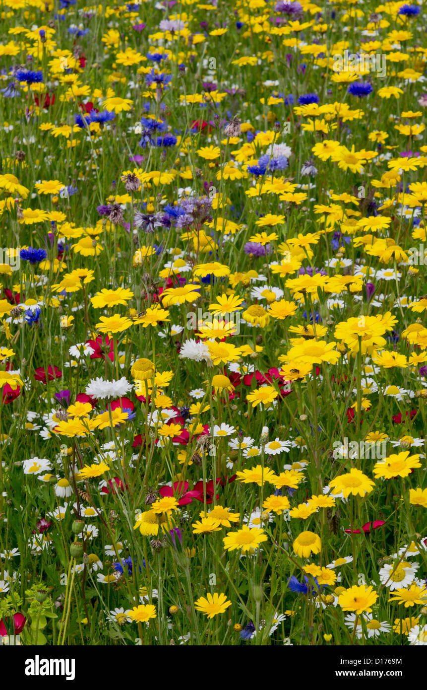 Plantation de fleurs sauvages à Helmsley Walled Garden Banque D'Images
